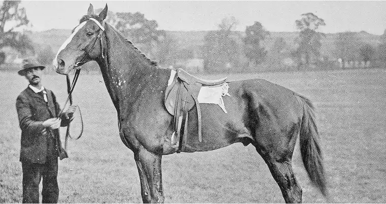 The Horse 3