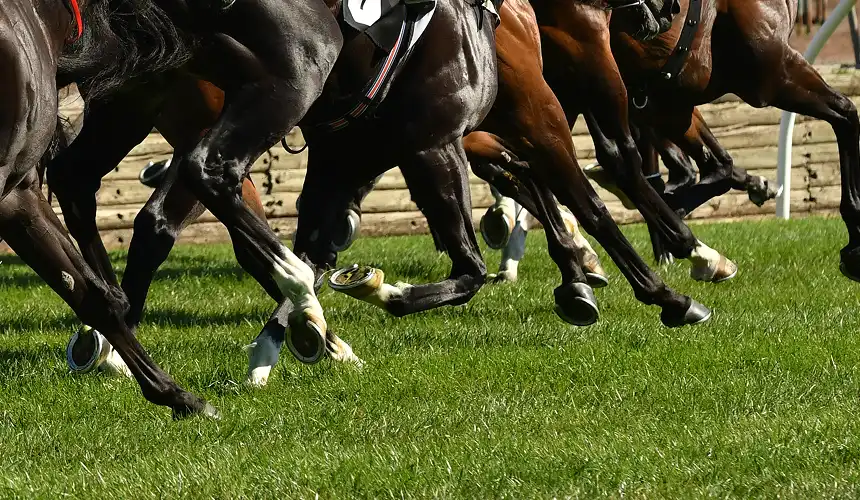 The Horse Conclusion 2